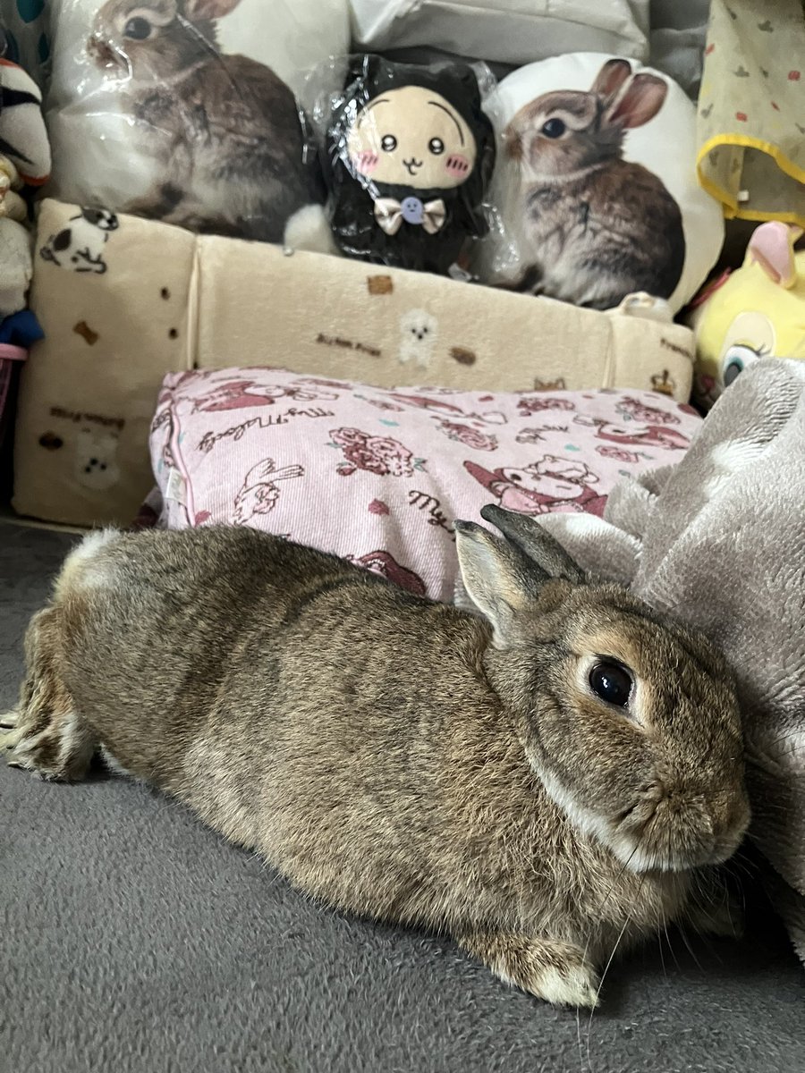 うさぎ好きさんと繋がりたい🐰 #うさぎのいる生活🐰 #動物好きさんと