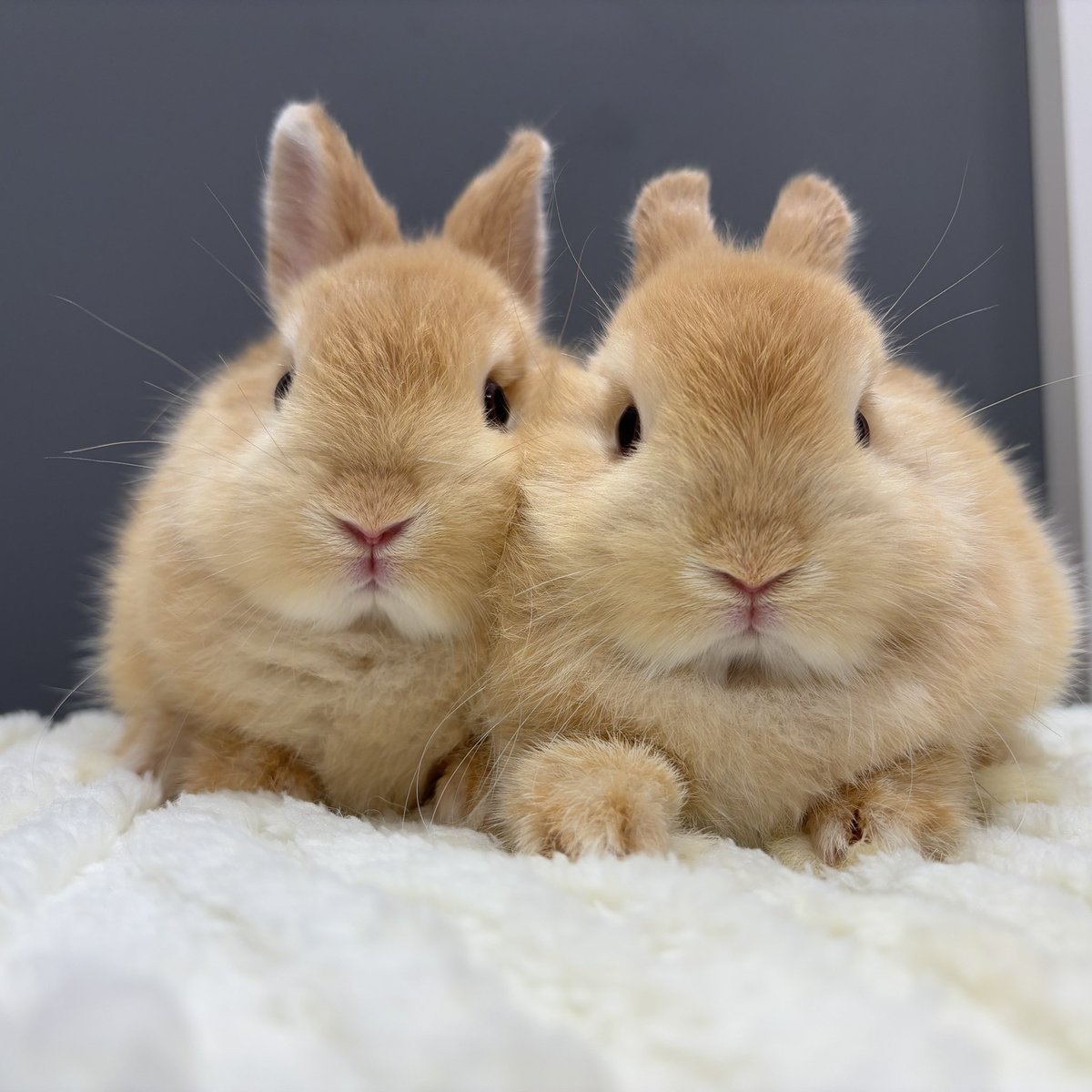 あかちゃんがデビューしました👶

#姉妹　#ポヤポヤ　#うさぎのしっぽ　#うさぎのしっぽビナウォーク店　#うさぎのいる暮らし　#うさぎ好きさんと繋がりたい　#うさぎ専門店　#토끼　#兔子　#rabbit