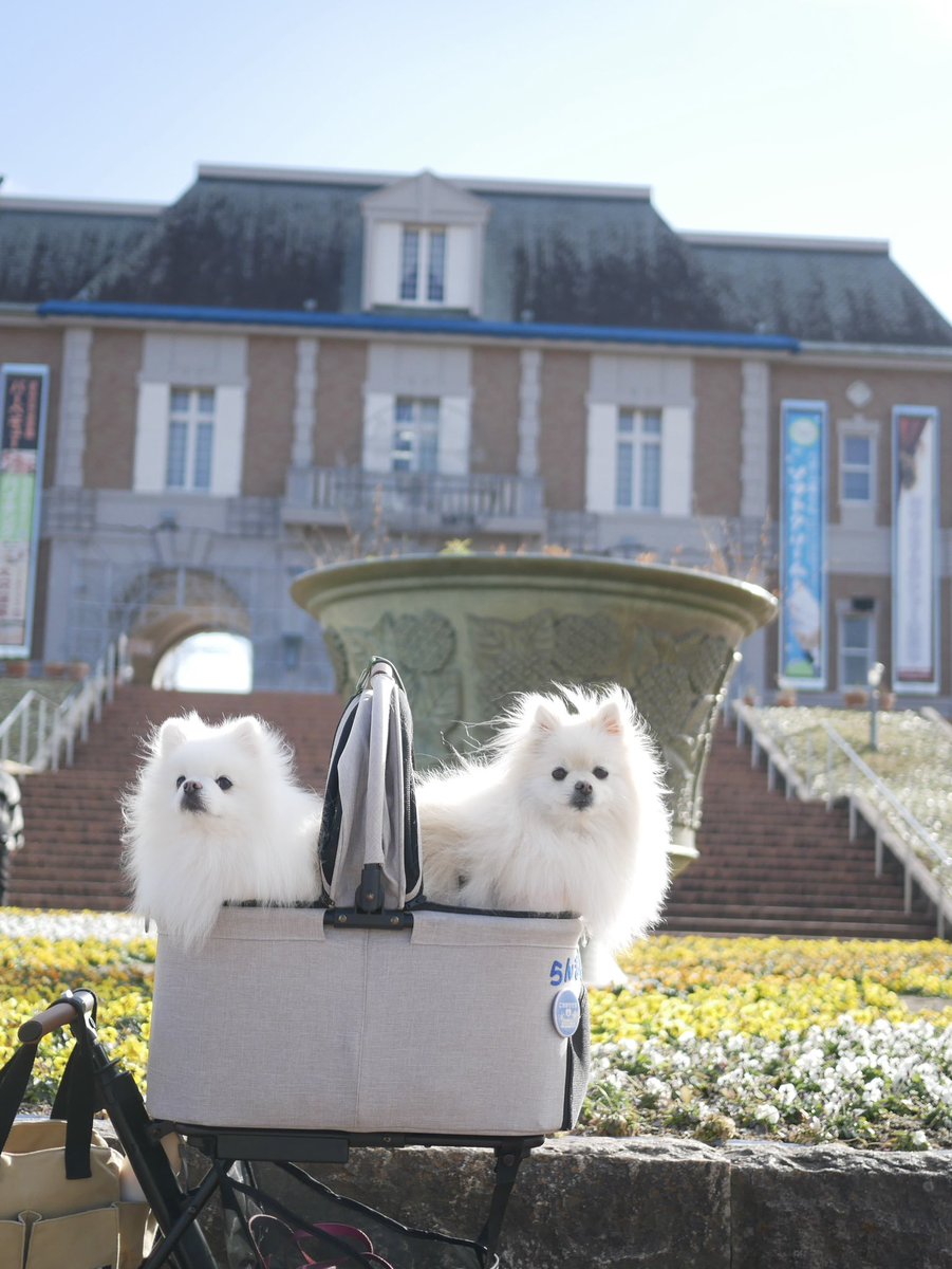 らんまる ポメラニアン ししまる らんまる (@shishimaru440_C) / Posts / X