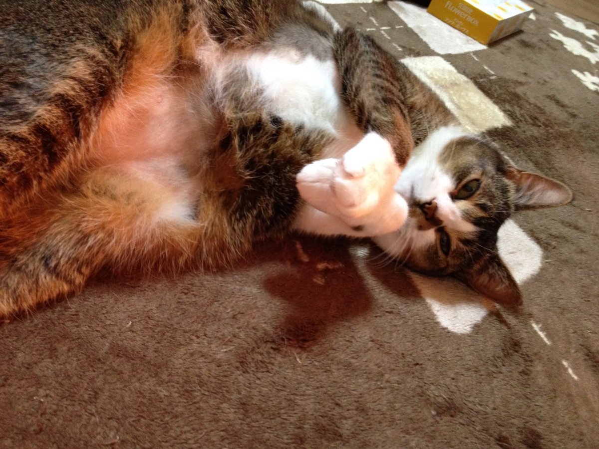 おててまえまえ
おなかもふもふ

#月命日
#長男トッティ
#ねこかわいいね