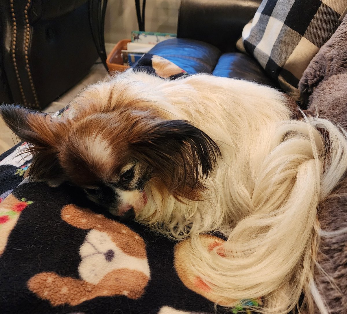 Real1RipWheeler's tweet image. This is my dog, "Mad Max". He lives life with a chip on his shoulder. My Dad always said, "It's not the size of the dog in the fight. It's the size of the fight in the dog".