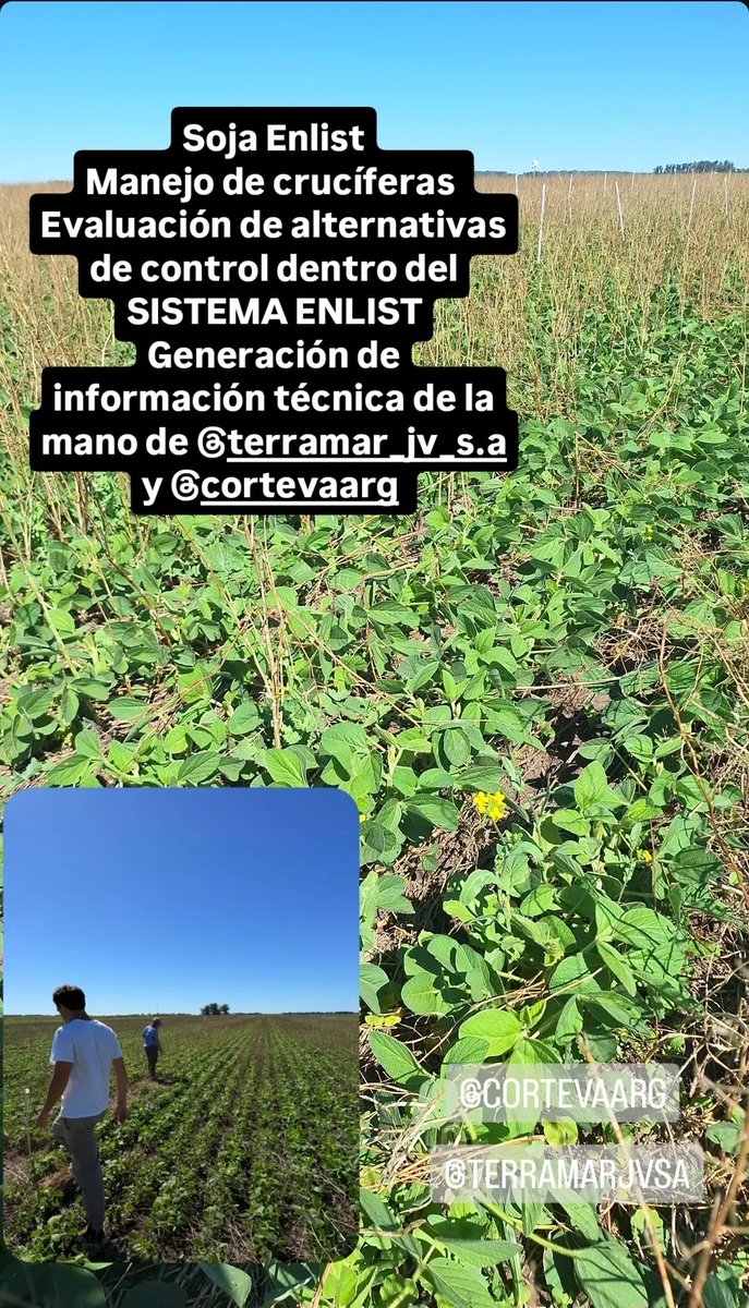 Sistema Enlist-Soja. Excelente alternativa para la problemática de crucíferas-nabolza. Seguimos generando info en el SE de Bs As. #NABOLZA #ENLIST <a href="/CortevaARG/">Corteva Argentina</a>