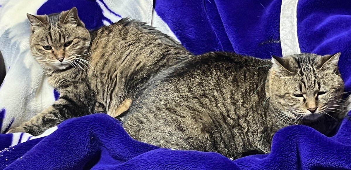 サメライダーシンラ (@sameridershinra) / Posts / X