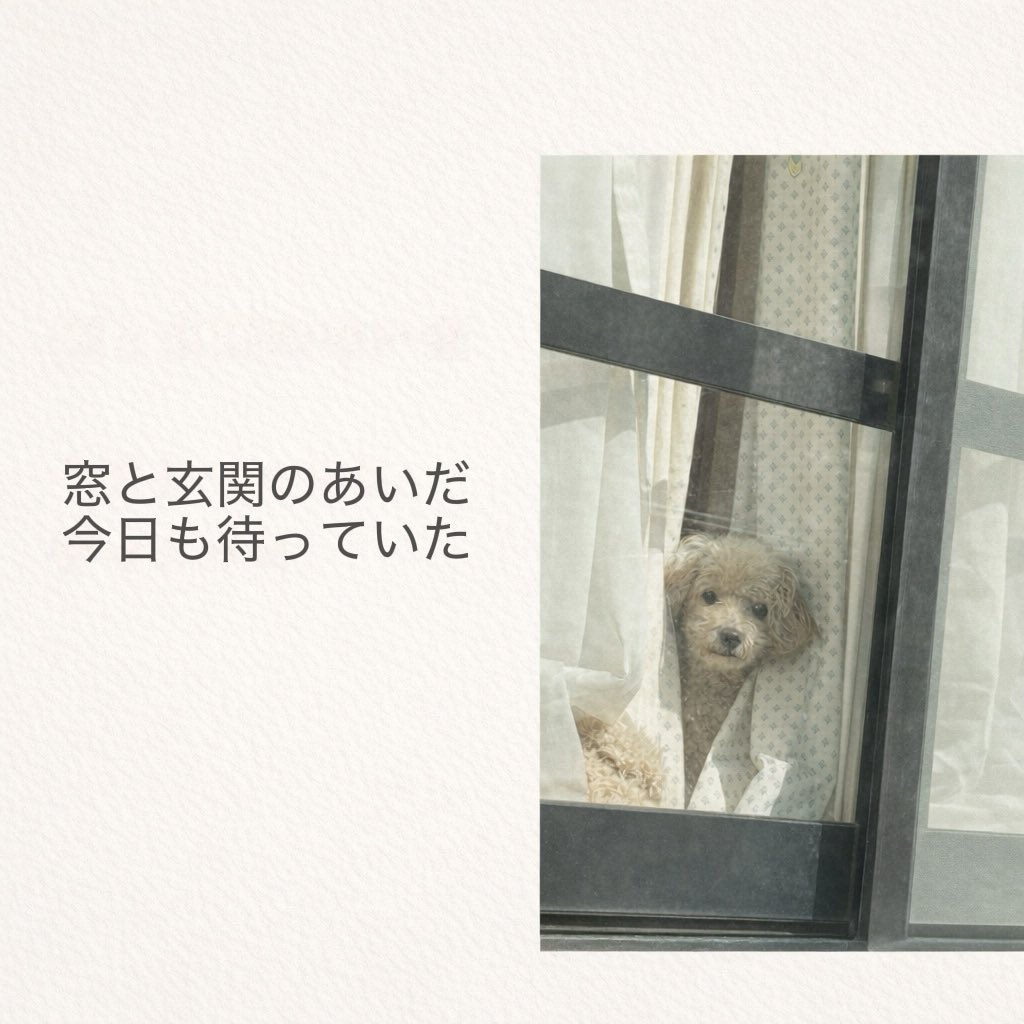 marimo2615's tweet photo. 出かける時は窓から
帰る時は玄関で

何も言わず
ただ待っていてくれる 🐶 https://t.co/YXtz2eQzmB