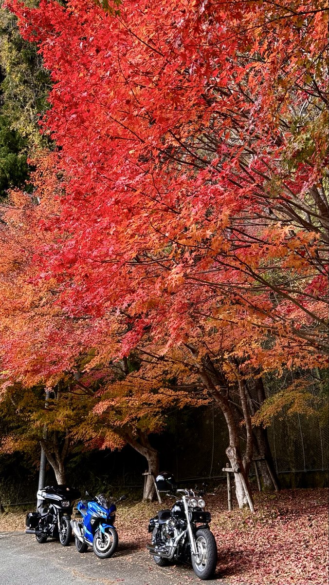 FXDF_FATBOB_BOB's tweet image. 皆さま
いつも有難うございます
🙇🐶🐶
また、春夏秋冬
共に走って頂いた方々
有難うございました🙇🏍️

辛い悲しい思いを
された方々も
来年は笑顔溢れる良い年に
なりますよう願っています🙏😊