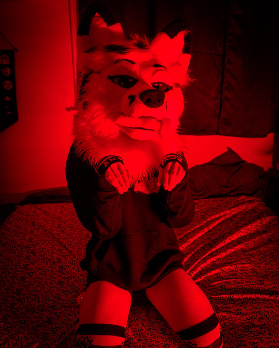 puppy found a toy and he wants to know if you'll play with him :3