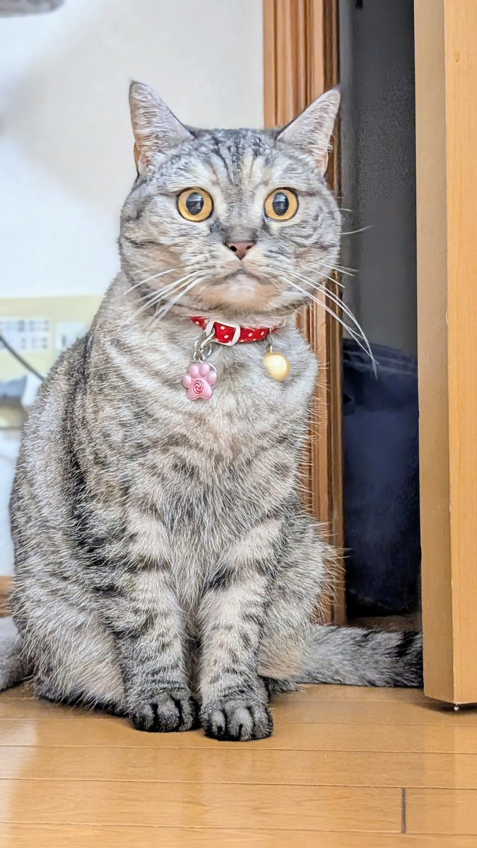 プロフ必読＊読んでない方、取引☒様 ねこさん⚡(ΦωΦ) (@catnap707) / Posts / X