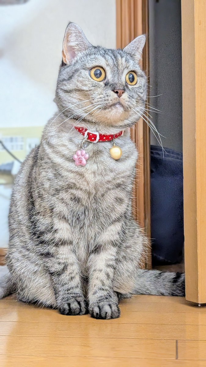 ねこさん⚡(ΦωΦ) (@catnap707) / Posts / X