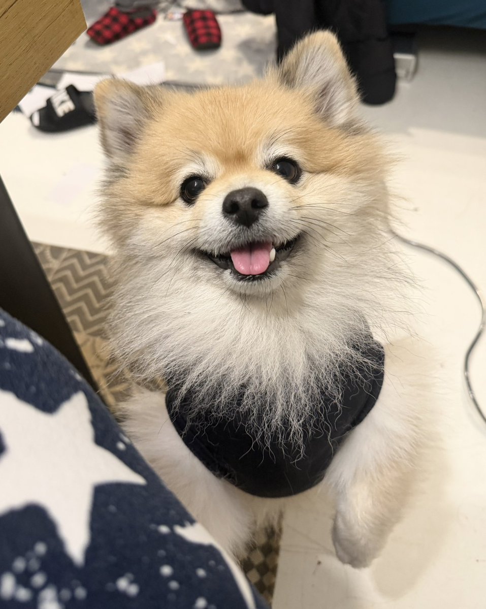 ポメポメページ 公式】As a Cutie Pomeranian(あずぽめ)@新メンバーオーディション開催