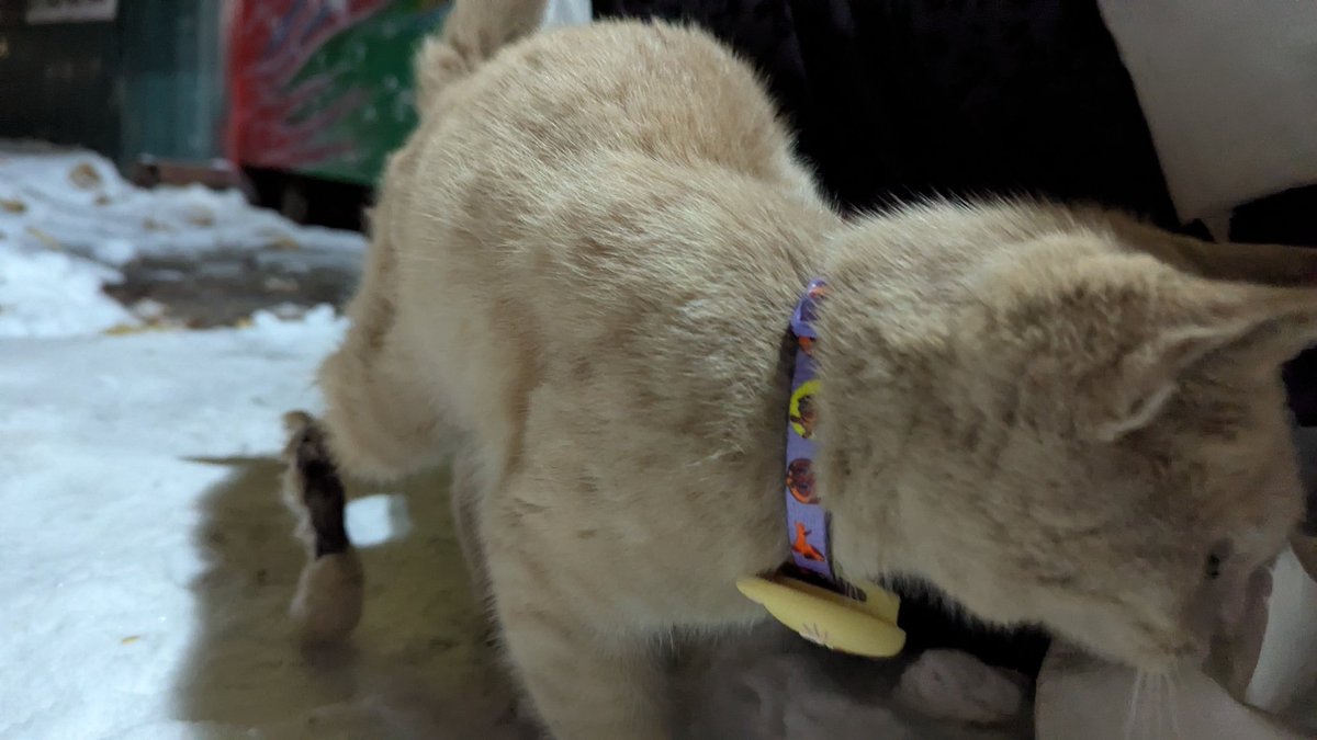 HarmonicNecro's tweet image. Լունապարկի տարածքում սենց վզկապով կատու ենք գտե, ոտը նեկռոզ ա վ ռոձե, մորթու վըա էլ վնասված տեղեր կային, օբշի քիչ հավանական ա տիրոջը գտնելը, ձև ա տնից հատուկ հանած լինեն, բայց ամեն դեպքում տարածեկ