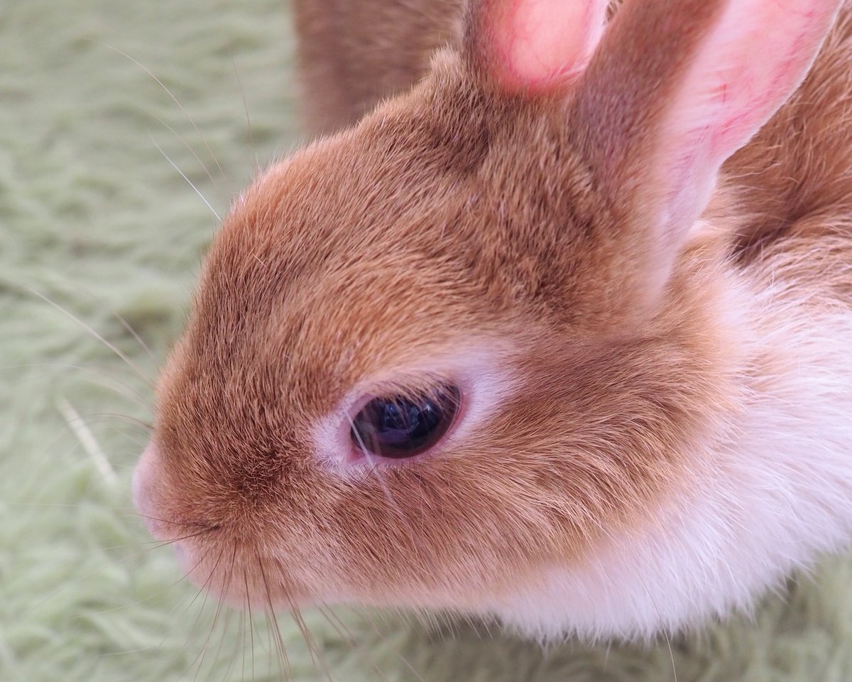 もいっちょサラちゃん
ハイドームすぎて角度によってはちょっと怖い？と思いつつ、リアルうさぎの目もこういう感じかも。
並べると目元そっくりじゃないですか…？