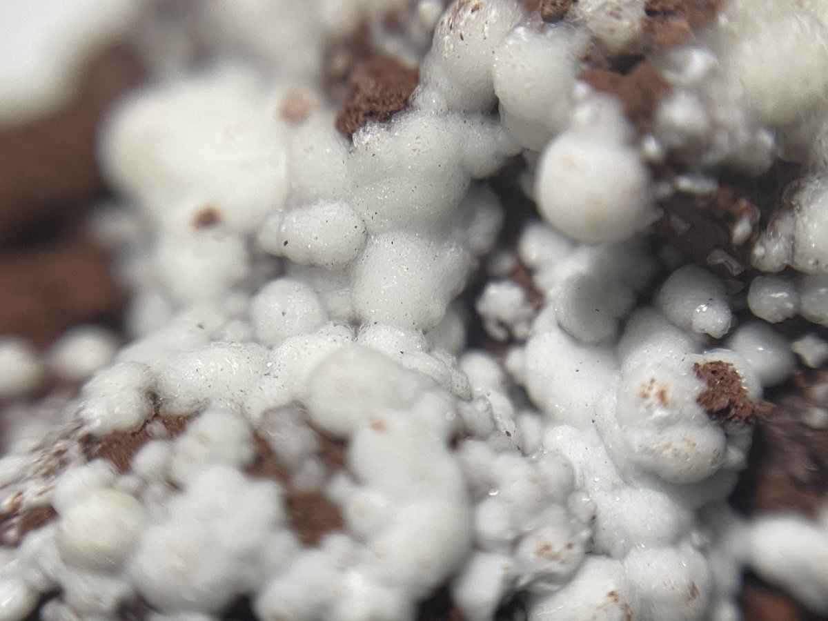 stellar_chaton's tweet image. TL標本のクリストバル石
火成岩上に球状集合を成して結晶しています。
店主さんがポリモルフ(同質異像)だと一生懸命に説明してくれて、「Yes」としか言えませんでしたが普通に「Thank you, I know」とかで良かった気がする。