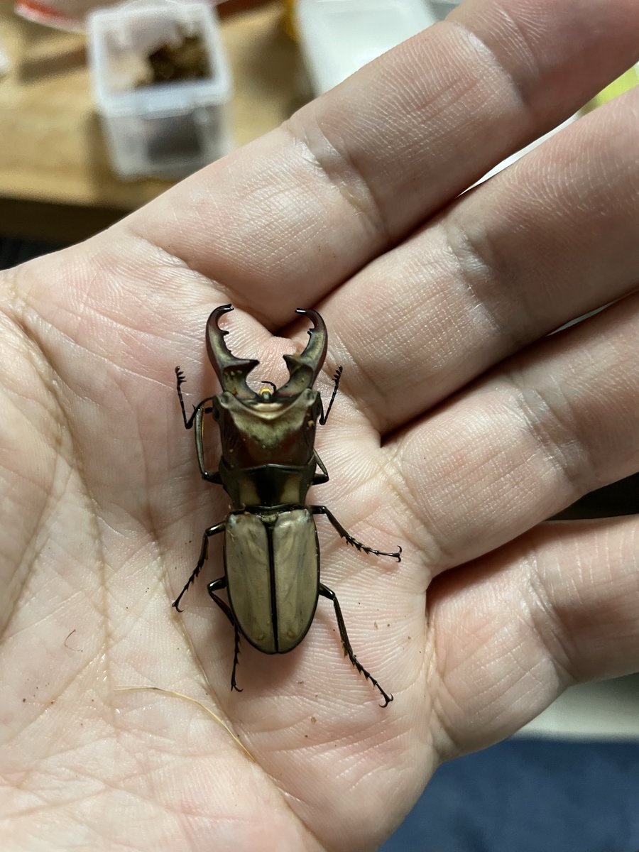 かぶぶくわわ (@mushi_lowkun) / Posts / X