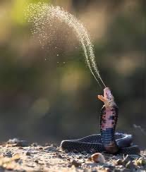 bdoser's tweet image. Decided to eat chips and salsa late last night and woke up at 3am like…