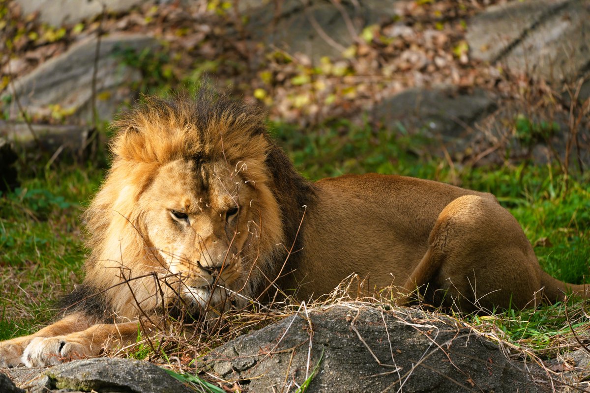 しかめっ面も、サマになる #ライオン #東山動植物園