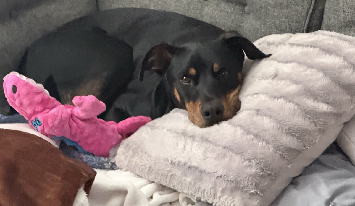 Mark Kelada tweet media