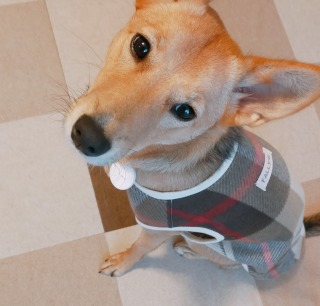 2025年の振り返りと2026年の目標をブログに書きました。

yournoteblog.com/20251230-log/

2025年の最も大きな出来事は、家族（ワンコ）が増えたこと。

この子のおかげで、夫くんが一週間仕事で居なくても一人の夜が怖くないぜ（それでも寂しいけど！）