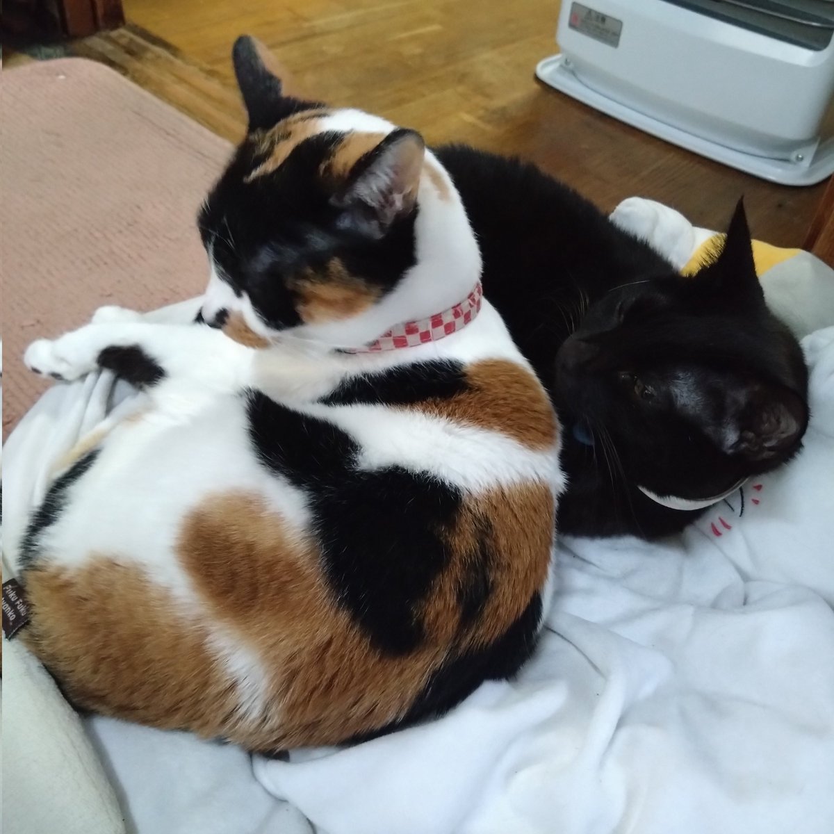 みけねこページ 15757-354-