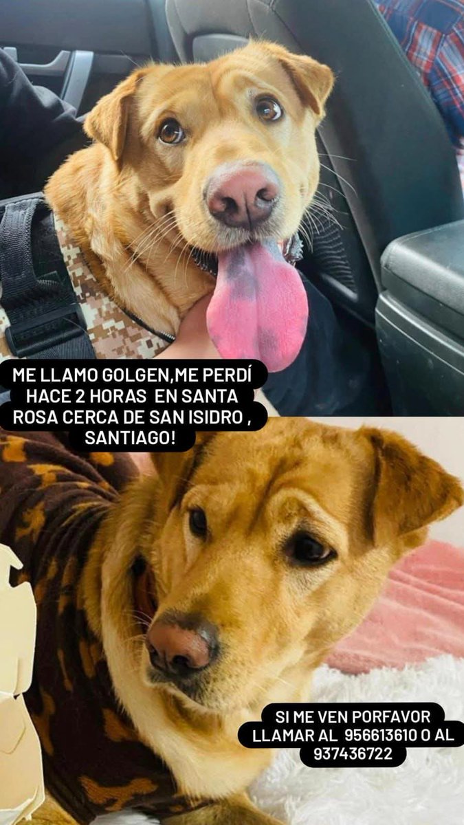 LORE TIN (@todopormiperro) on Twitter photo 