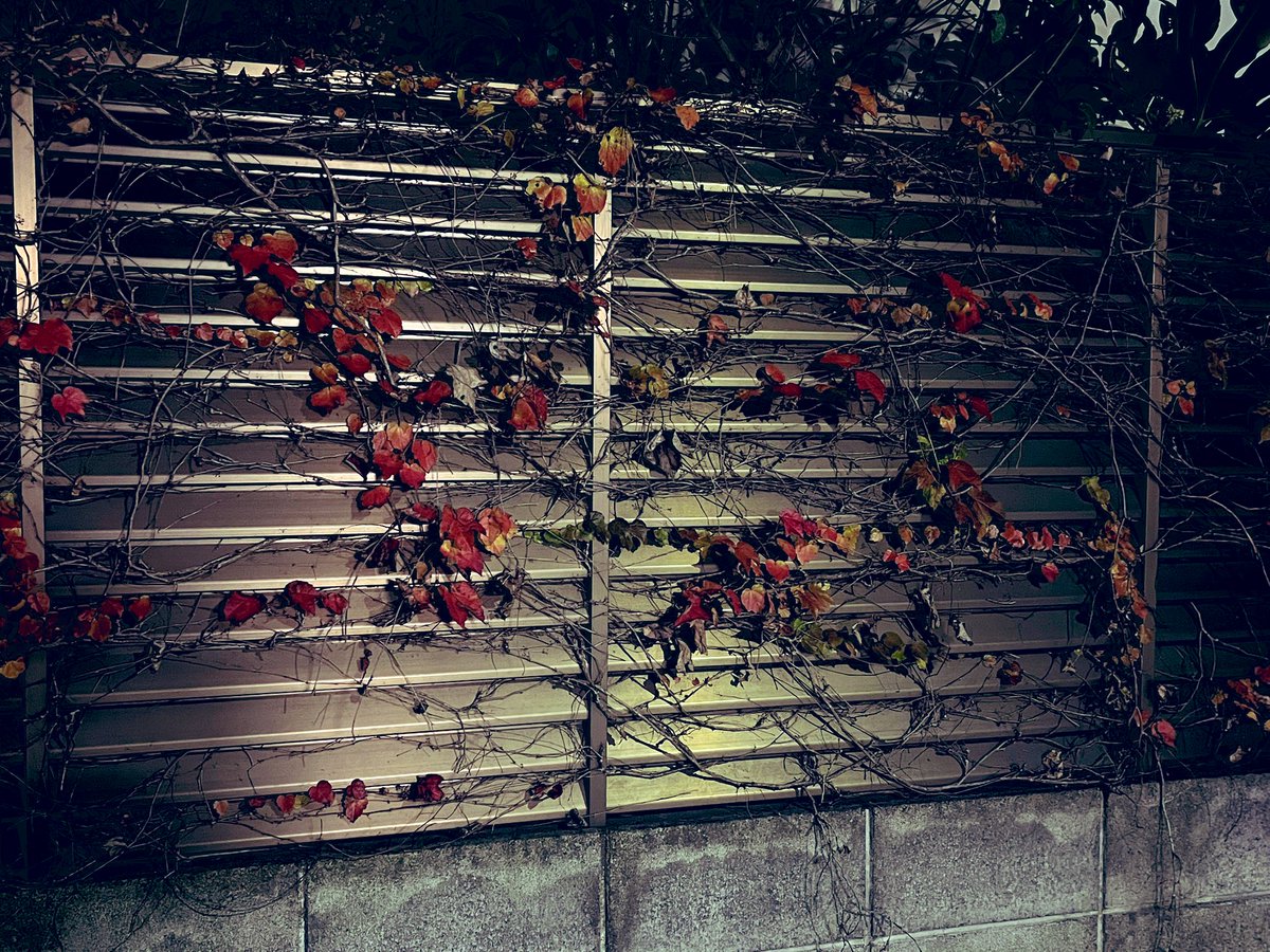 310HAL1000's tweet photo. 🍁+🪾=🖼 https://t.co/xiPvw1A44x
