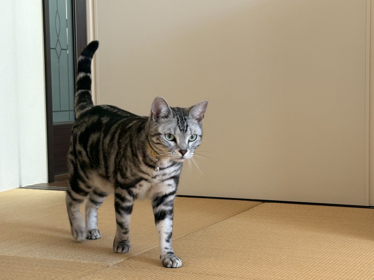 オンノヅキ🐱🐱 (@ny_chatnoir) / Posts / X