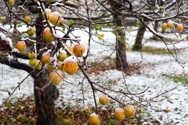 Gardeners_Path_'s tweet image. How to Prepare Fruit Trees for Winter - Want to learn how to prepare fruit trees for winter to help ensure healthy growth and production the following season? Learn how to winterize fruit trees now on Gardener's Path. gardenerspath.com/plants/fruit-t… #fruittrees #winter