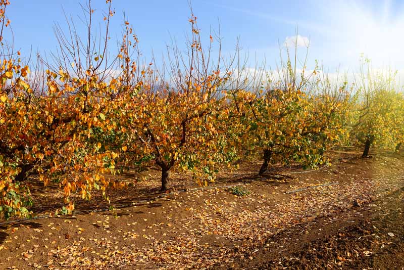 Gardeners_Path_'s tweet image. How to Prepare Fruit Trees for Winter - Want to learn how to prepare fruit trees for winter to help ensure healthy growth and production the following season? Learn how to winterize fruit trees now on Gardener's Path. gardenerspath.com/plants/fruit-t… #fruittrees #winter