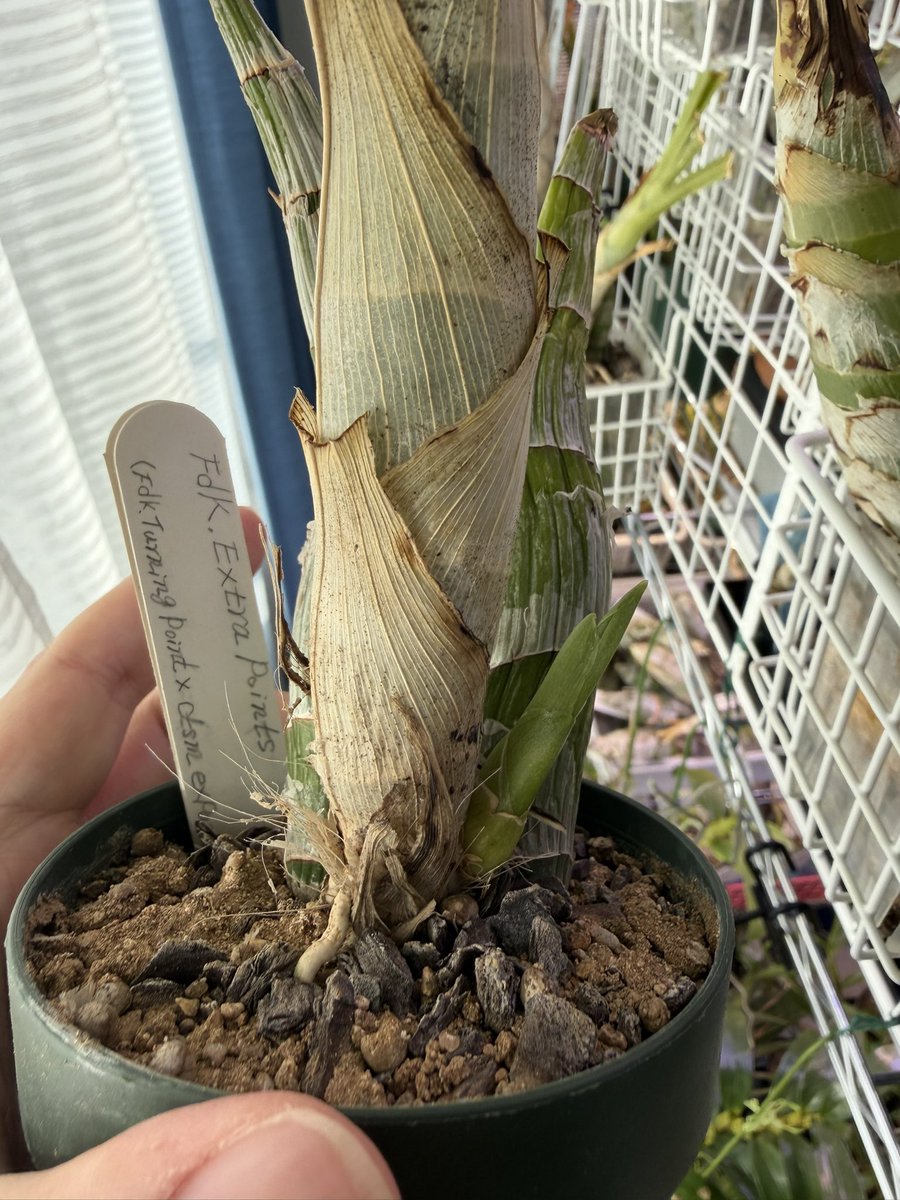 北条早雲@タケノコ蘭沼 (@chakky12031020) / Posts / X