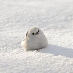 Wildlife Wonders (@life_wild21208) on Twitter photo 