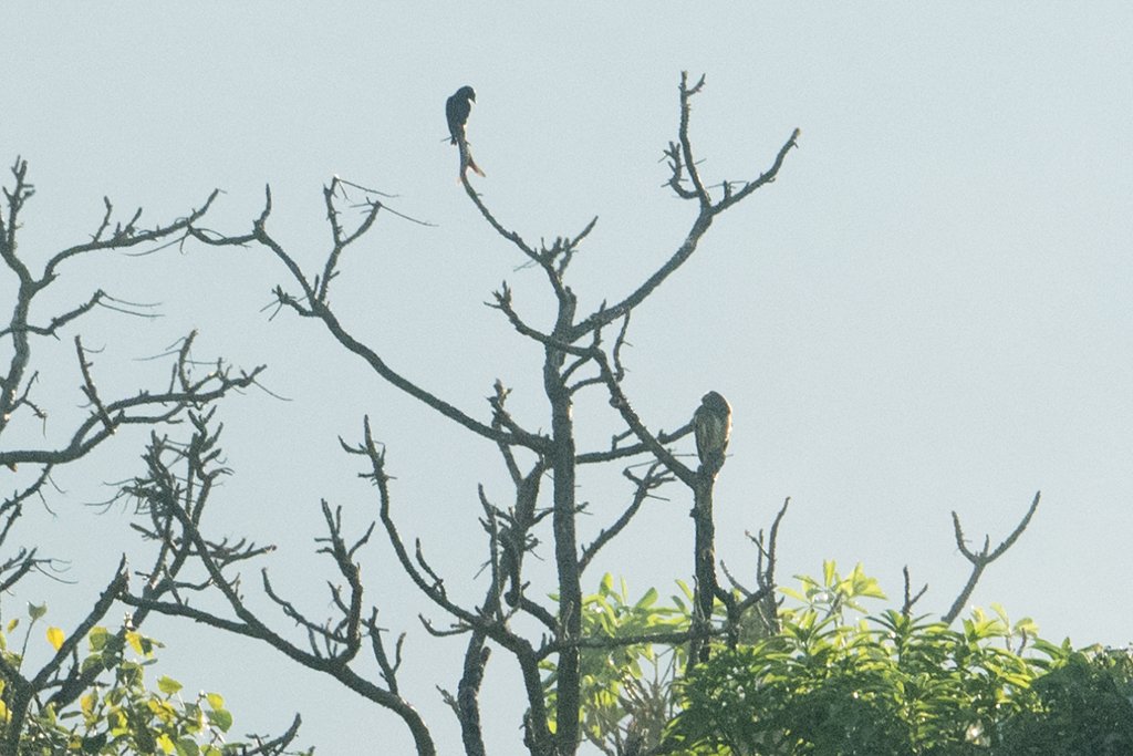 Mikkong1's tweet photo. Asian Barred Owlet (Glaucidium cuculoides) & Black Drongo (Dicrurus macrocercus) in #Tura #WestGaroHills #Meghalaya #India
#AStoryInEveryLens #BirdsSeenIn2025 #createyourlight #fsprintmonday #IndiAves #NikonCreators #NikonFamily #ThePhotoHour #Twosday #私とニコンで見た世界 https://t.co/FRK407Iykj
