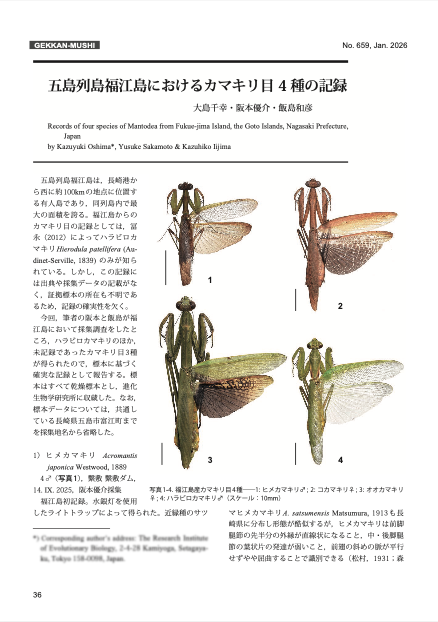 月刊むしにて福江島のカマキリの記録を報告しました。誰も記録する人がいなかったようで今までハラビロしかいない島という事になってしまってました。記録するのは大事。