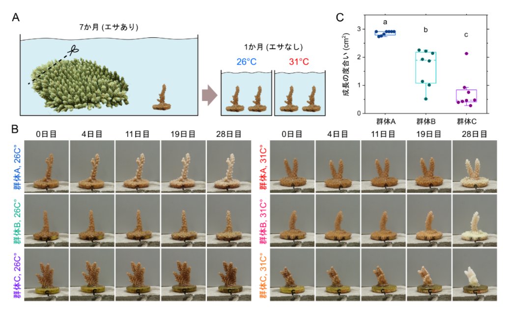 【白化の攻防】
サンゴが白くなる「白化」は、高温ダメージの結果とされてきた。でも東大・神戸大などの研究で、栄養不足でも白化が起こることが分かった。