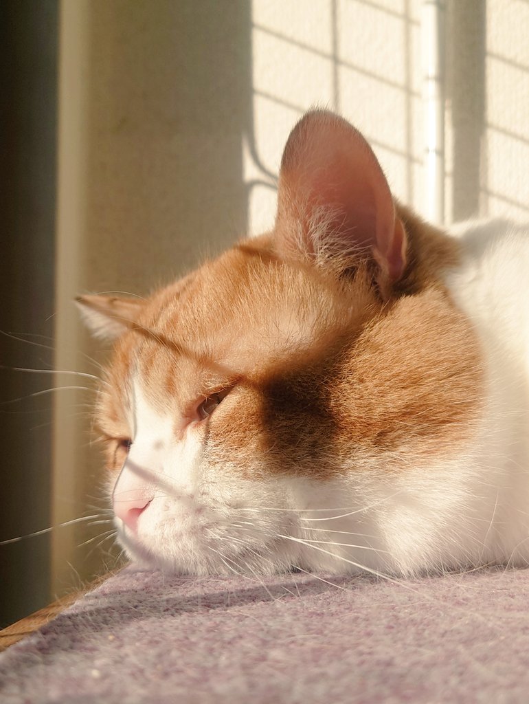 おちゃまる (@ochamarusan0126) / Posts / X