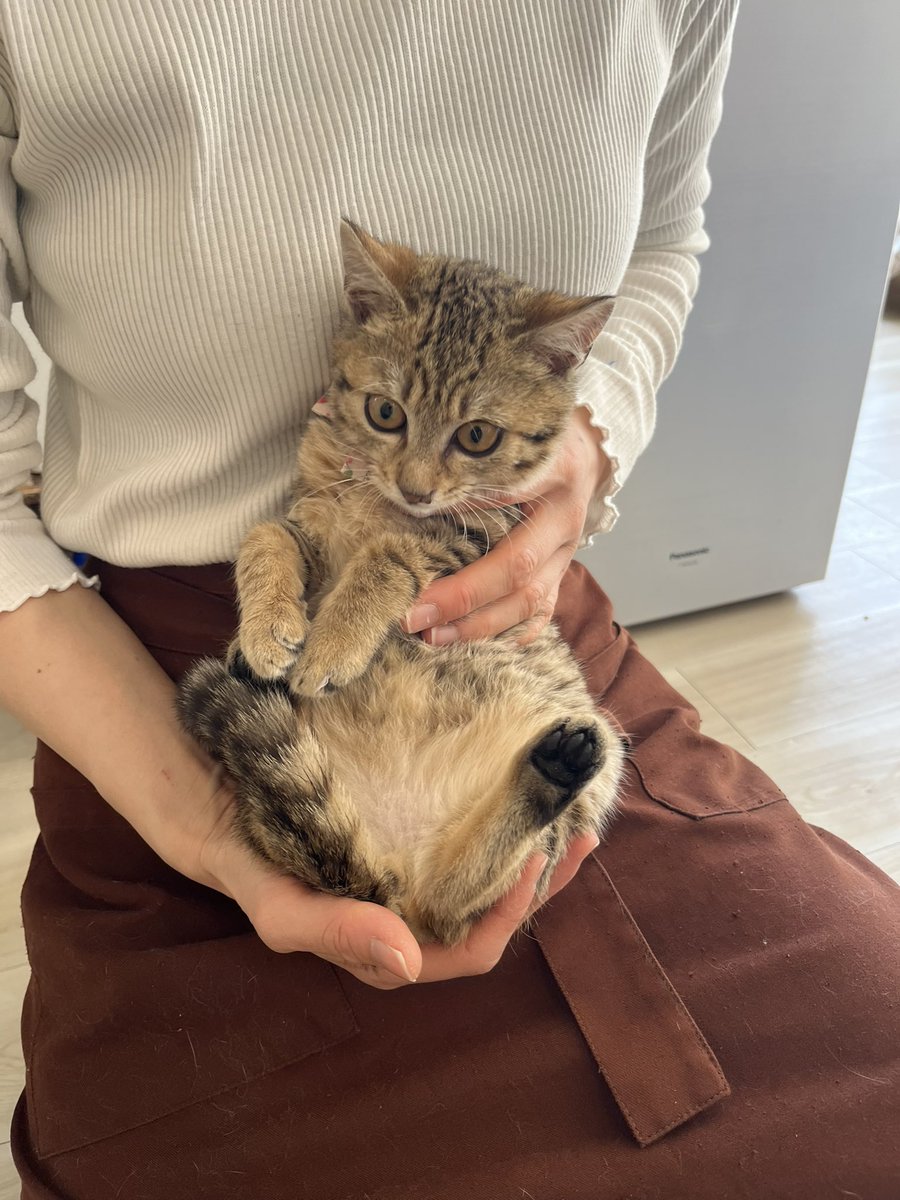 nna：ペットイラスト (@nna_neko1) / Posts / X