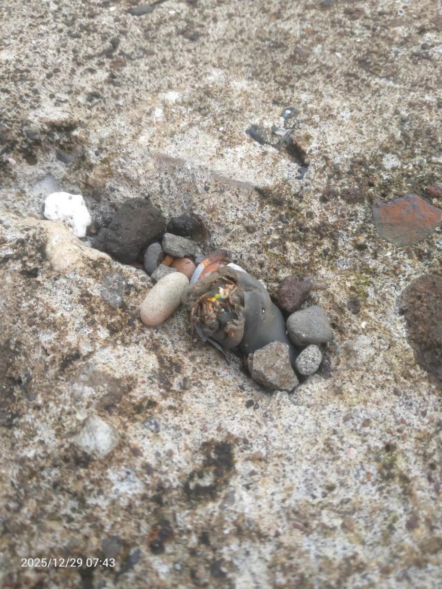 Merapi Uncover tweet media