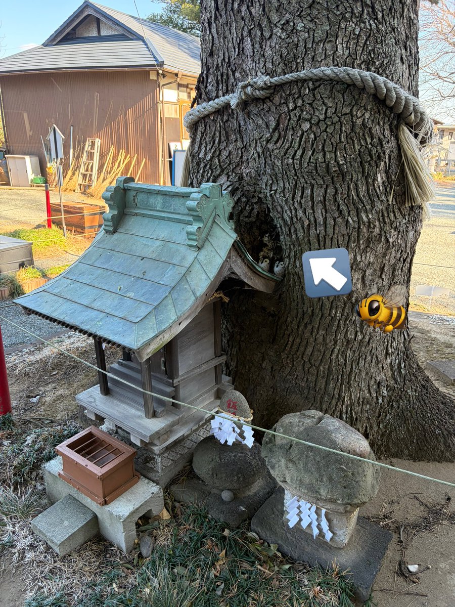ParmF91's tweet photo. おはようございます☀正月は仕事だけど、合間に乗ってオリマス🏍️御神木の中に蜜蜂🐝が巣を作ってた。御利益があるハチミツが中にありそうだ…ほじくりたい… #レブル250  #バイク #神社 #飲福神社 https://t.co/nO7OAzTSl0