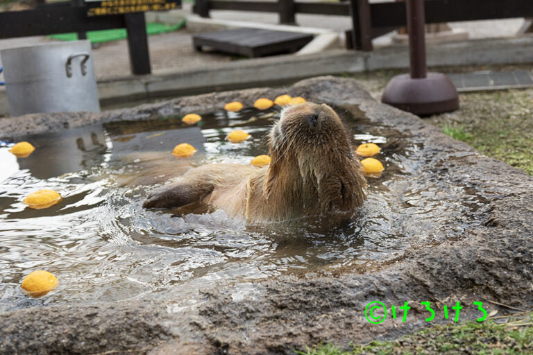 かぴぱら りんか New 2026 Kawasaki NINJA ZX-6R ABS, Brookhaven MS | Specs