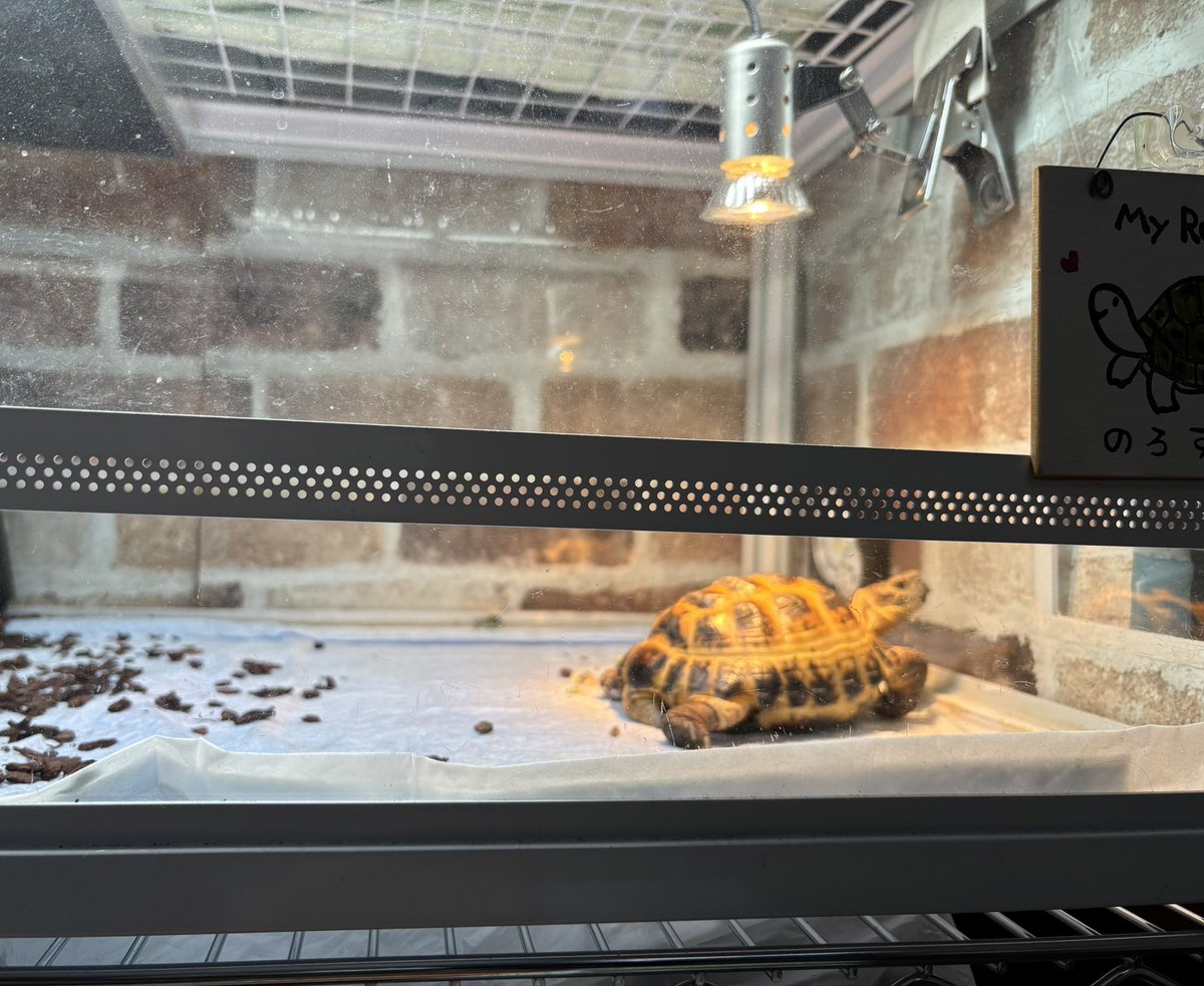お掃除中にバスキング🐢