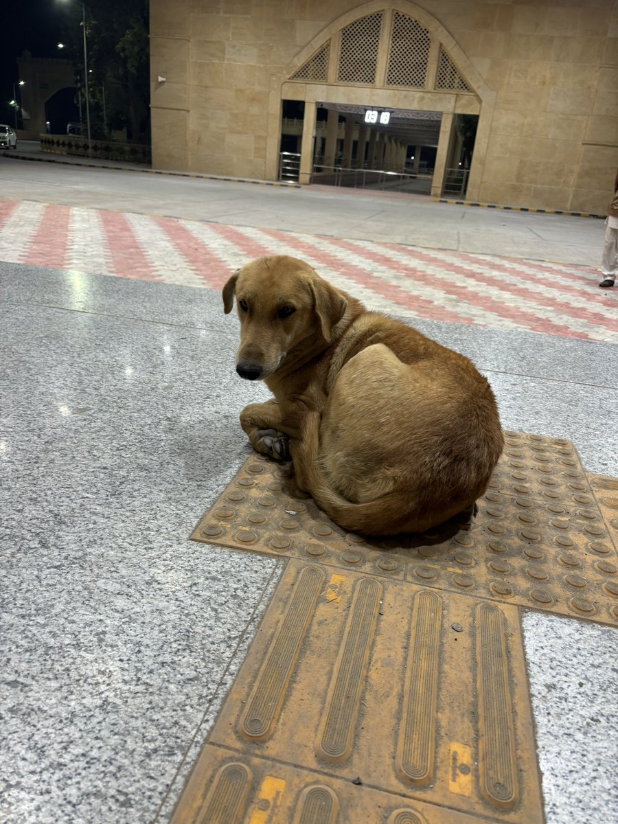 popopotthama's tweet photo. 犬、犬、犬、犬 https://t.co/B2e4y8L872