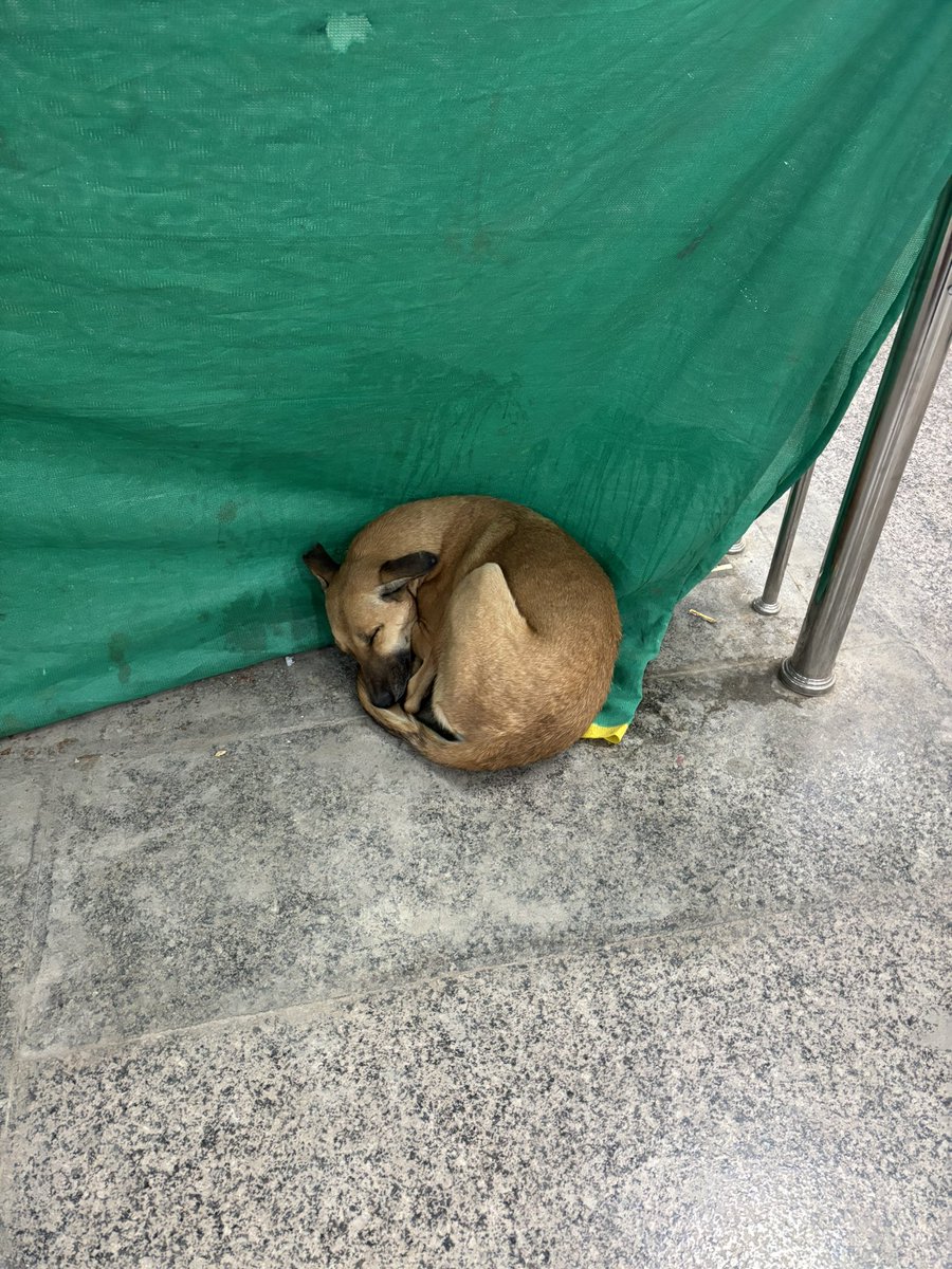 popopotthama's tweet photo. 犬、犬、犬、犬 https://t.co/B2e4y8L872