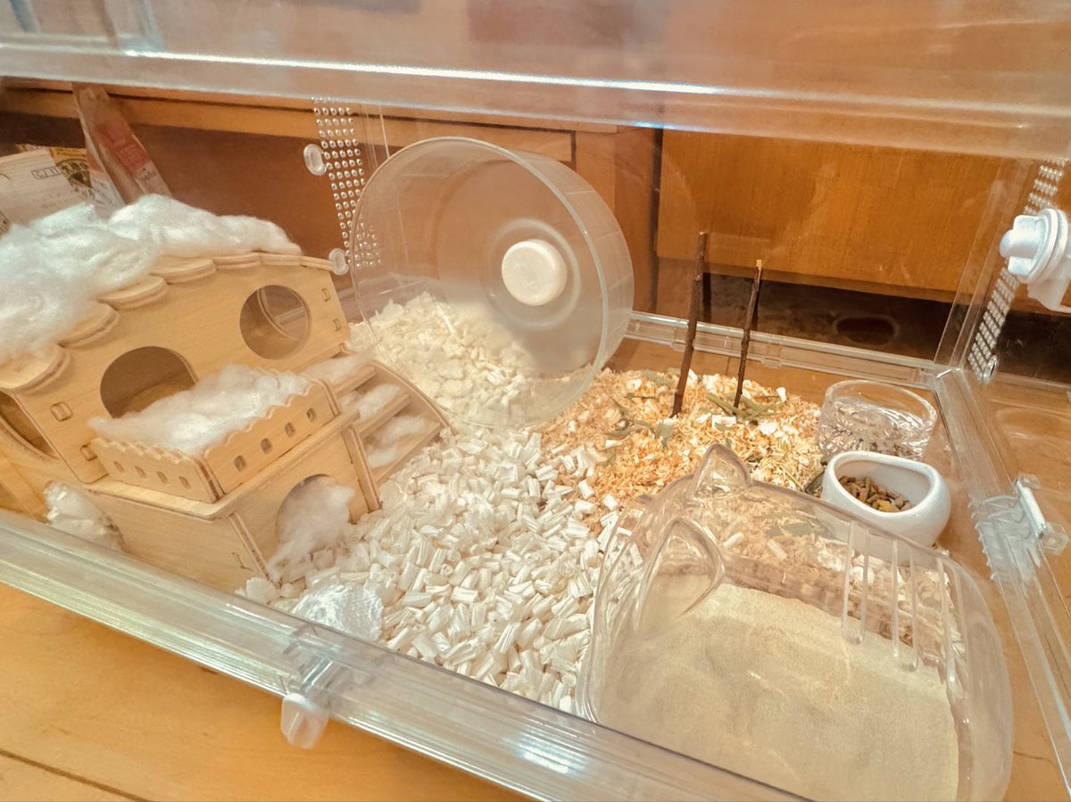 ハムハウス🐹🏠
少し前から綿を入れてあげたらものすごい勢いでお持ち帰りしてた・・・
お掃除したので綿多めに置いておいた😶‍🌫️😶‍🌫️😶‍🌫️😶‍🌫️😶‍🌫️😶‍🌫️

🐹「ｳﾙｾｪ‼︎ｿｳｼﾞﾔﾒﾛｫｫ‼︎」