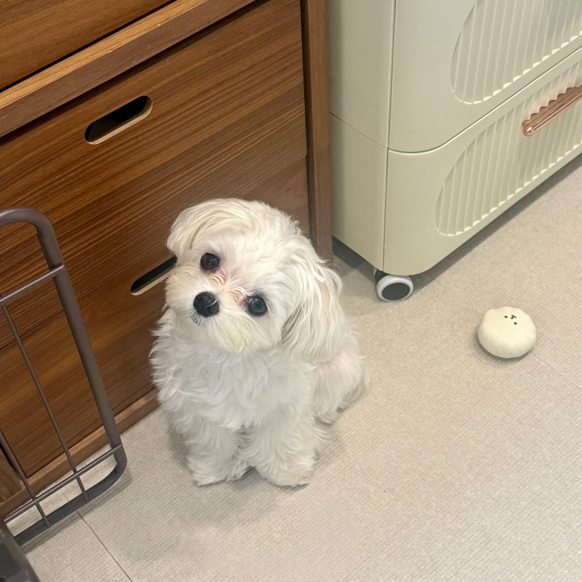 文文文 zhi☆ (@zhii006) / Posts and Replies / X