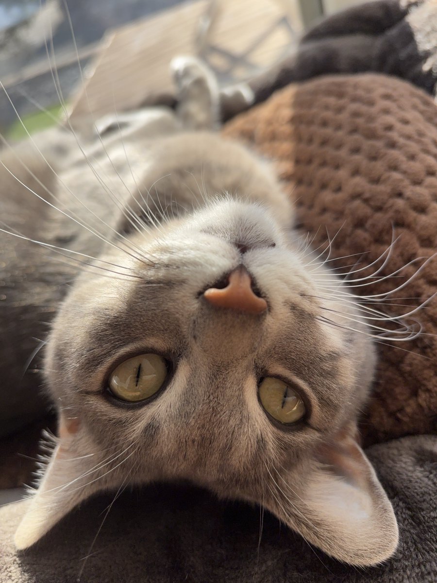 うちの猫かわいいなぁー