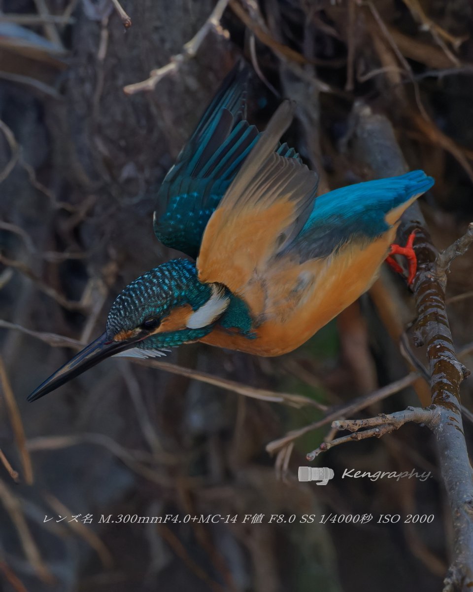 アメリカ陸軍 第2レンジャー大隊 BAR射撃手 リッチー, image size:960x1200