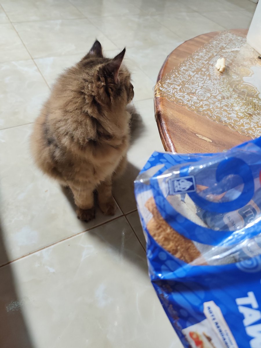 xfbmw's tweet photo. koceng macam apa kau ni, makanan basah kering gamau giliran babu makan roti eh join makan 😒 https://t.co/SeUdv8DrAx