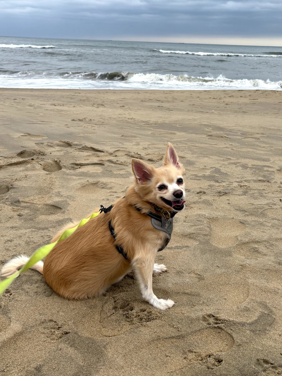 They went cray cray. Since they had to take gramma 2/3 of he way to the beach, we all went and then went to the beach. I had fun! They are still swishing sand out of their mouths and shaking clothes and shoes....hahahaha! #dogsoftwitter #dogsofX BIG NAP afterwards! ❤️
