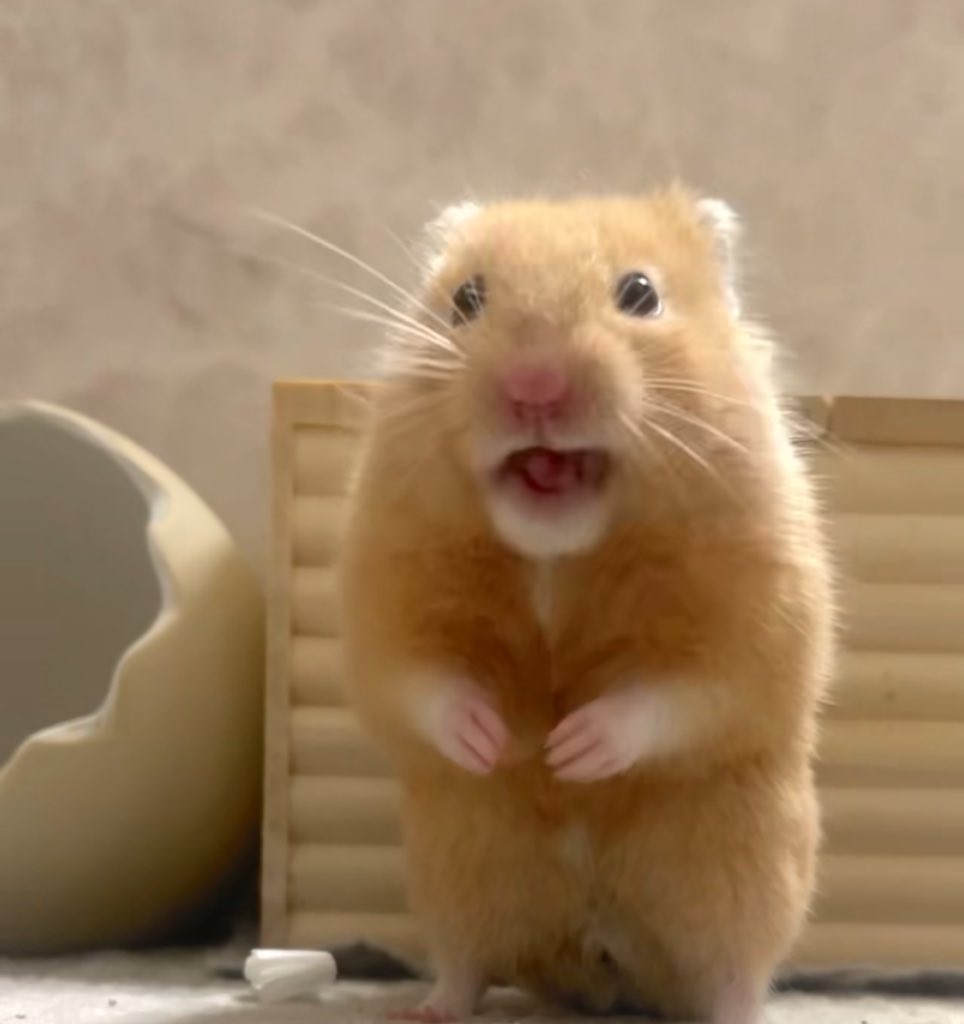 Chira/Taki (ちらたき) tweet media