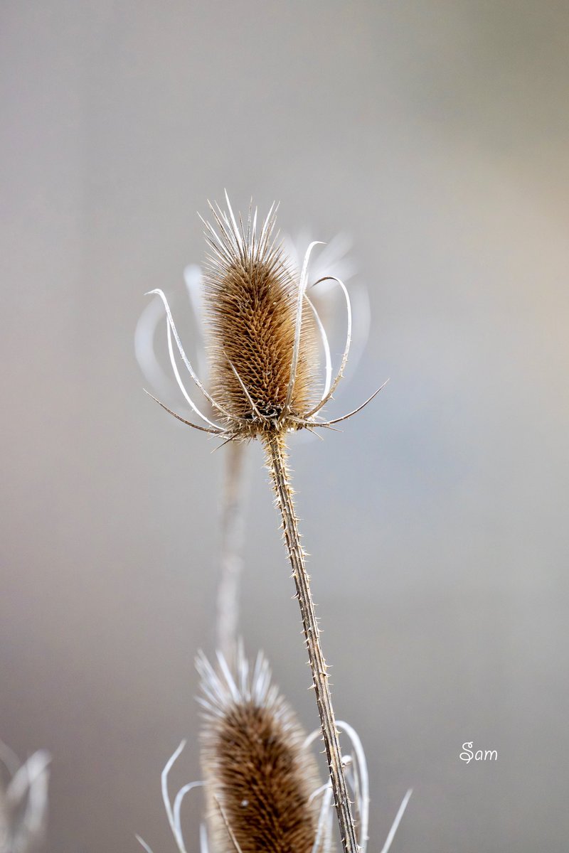 Standing sentinel in the grey,
it wears its winter crown of tiny stars —
proof that beauty can outlast the color