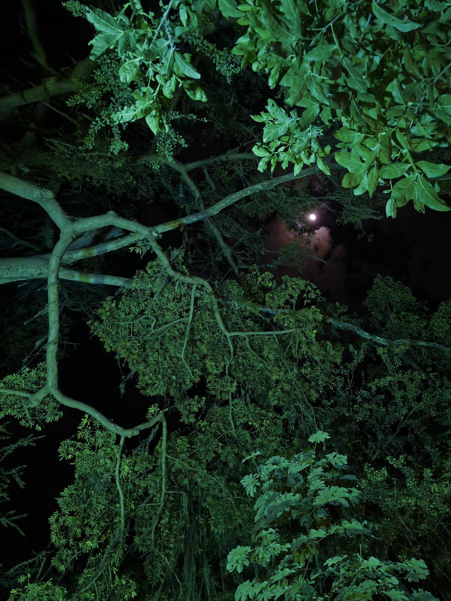 carolinena tweet media