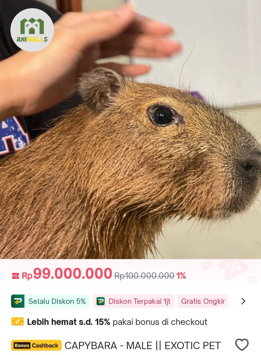 Harga Capybara mahal ya~